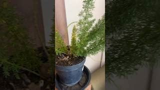 COCADA DE MANDIOCA CRUA FÁCIL | Cantinho do Video