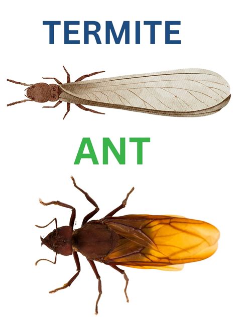 Flying Ants vs. Termite Swarmers - Summit Wildlife Removal