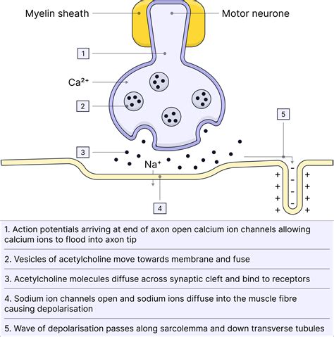 Neuromuscular junctions and comparisons to synapse - AQA A-Level Biology