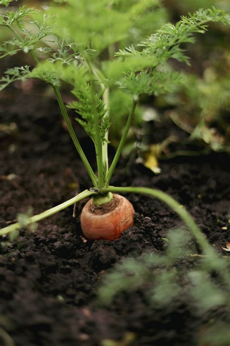 When to Pick Carrots — Meadowlark Journal