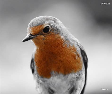 Robin Redbreast HD Wallpaper