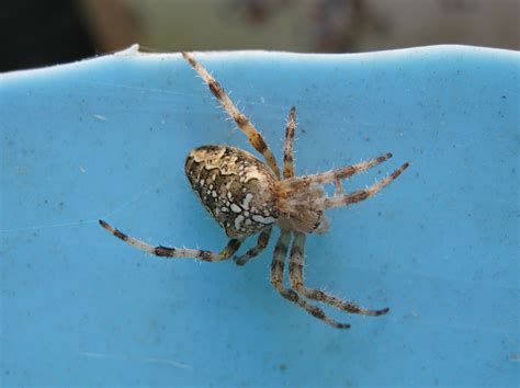 Araneus diadematus - The European Garden Spider aka The Cross Orbweaver
