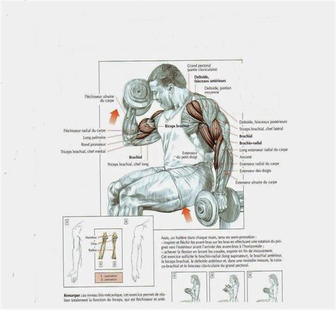 Programme Biceps 的图像结果