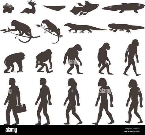 History of primates Cut Out Stock Images & Pictures - Alamy