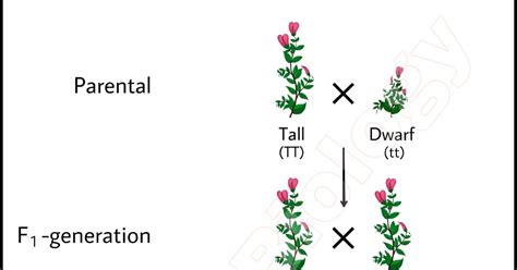Laws of Inheritance Class 10 的图像结果
