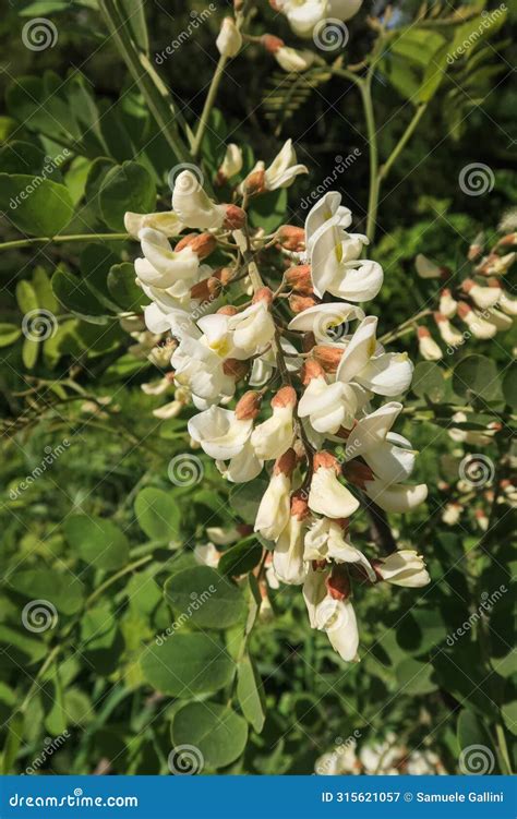 Robinia Pseudoacacia Black Locust Flower Petals Color Stock Image ...