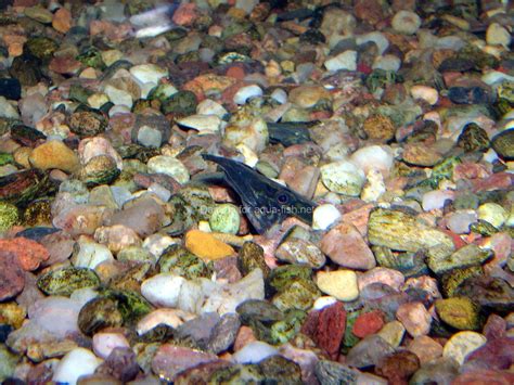 An article and forum about caring for Tire track eels (Mastacembelus ...