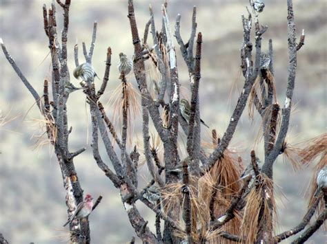 Cassin's Finch - eBird