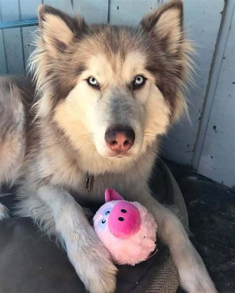 Meet Coyo the dog & his sidekick Stiv, 18 Maple Ave, Cassadaga, NY ...