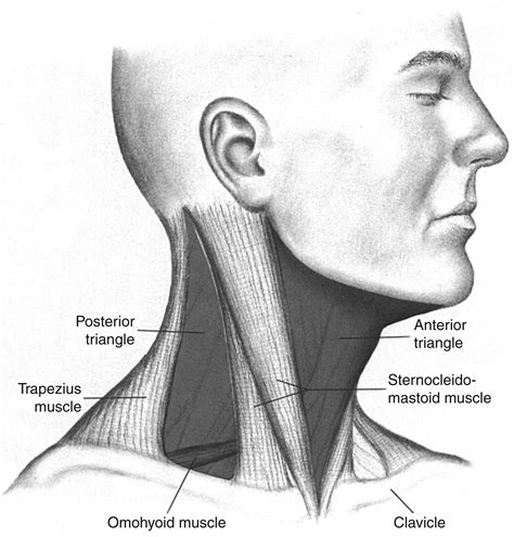 The Neck - Clinical Tree