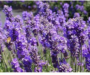 Biosnyg Lavender Micro Green Herb Seeds 10 Seeds Seed Price in India ...