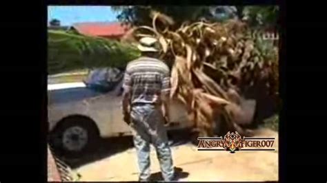 Tree Felling Fails 的图像结果