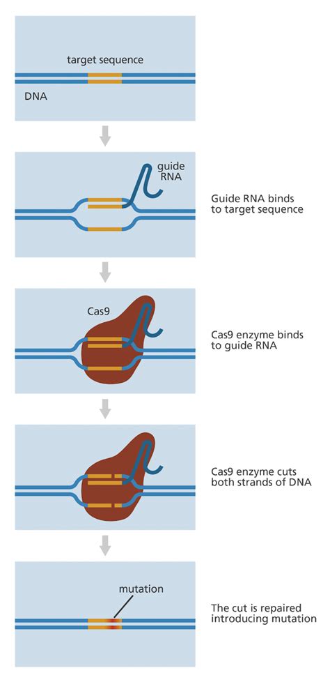 CRISPR Kit for Humans 的图像结果
