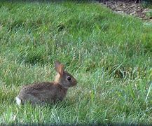 Image result for Gray Cute Baby Bunny