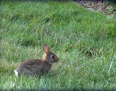 Image result for Show Me a Picture of Baby Bunny