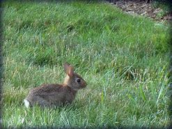 Image result for Golden Baby Bunny