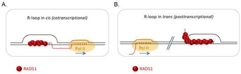 Noncanonical Roles of RAD51