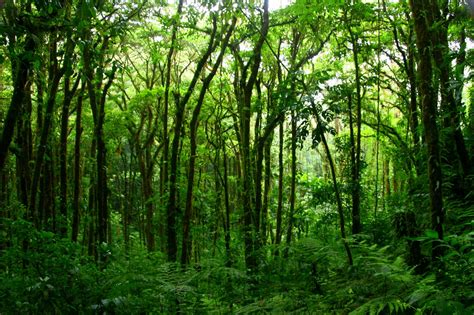 Image result for Forest O2 Vector