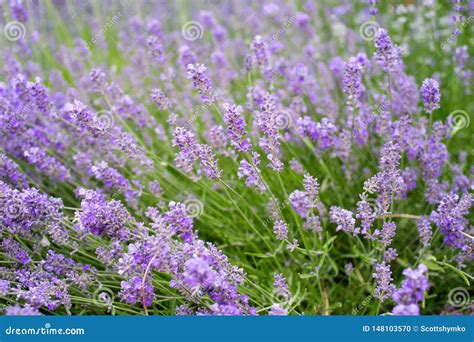 A Lush Field of Purple Flowered Plants Stock Photo - Image of lavender ...