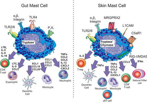 Pots And Mast Cell Activation Syndrome at Joseph Auricht blog