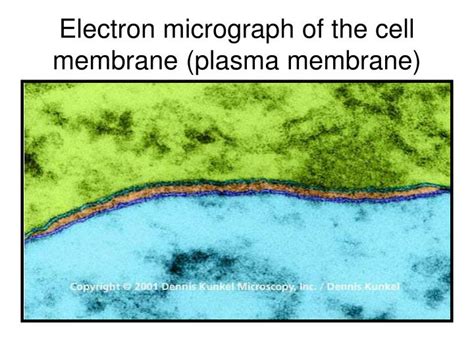 Image result for Cell Membrane Microscope Slides