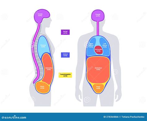 Body cavities poster stock vector. Illustration of abdominopelvic ...