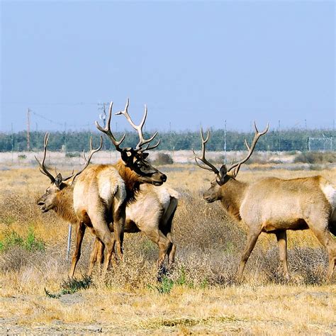 TULE ELK RESERVE STATE NATURAL RESERVE (2025) All You Need to Know ...