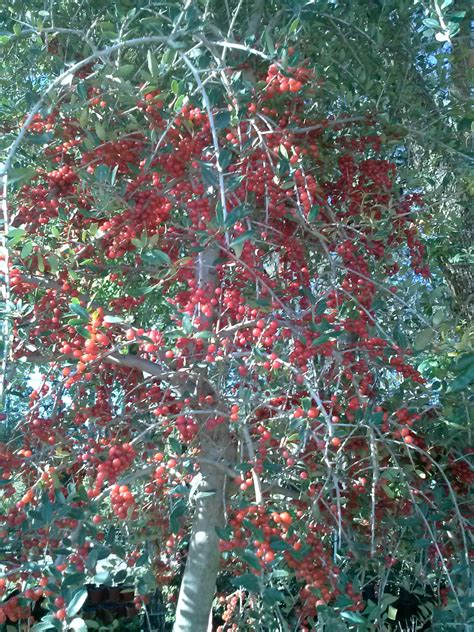 Weeping Yaupon Holly - Tree Farm & Nursery