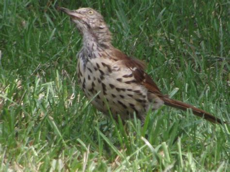 Brown Thrasher - Beautiful Bird Photography