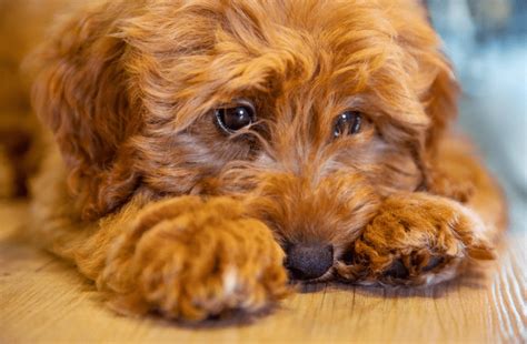 Image result for Labradoodle