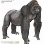 Image result for gorillas