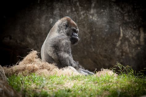 12 Scintillating Facts About Silverback Gorillas - Fact City