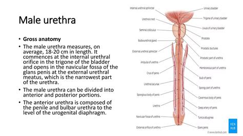 urethrogram.pptx