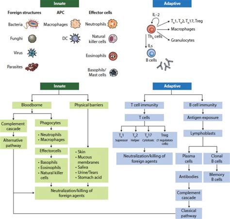 Image result for Adaptive Control System in Human Body