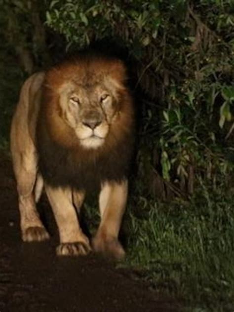 Black Lion Facts at Donna Casas blog