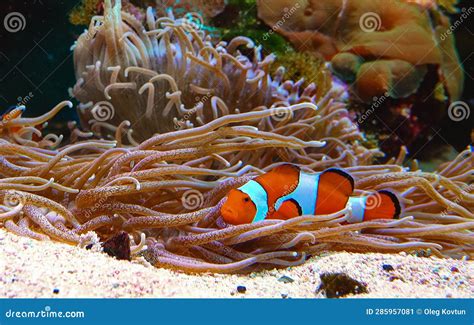 Clown Fish, Anemonefish (Amphiprion Ocellaris) Swim among the Tentacles ...