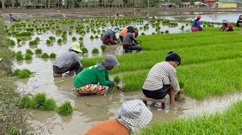 Family Of Rice