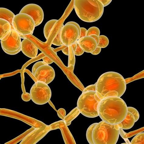 Bildergebnis für candida auris