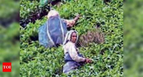 Kerala government data validates reality of reverse migration in Idukki ...