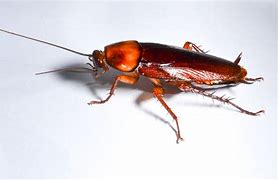 Image result for Roaches