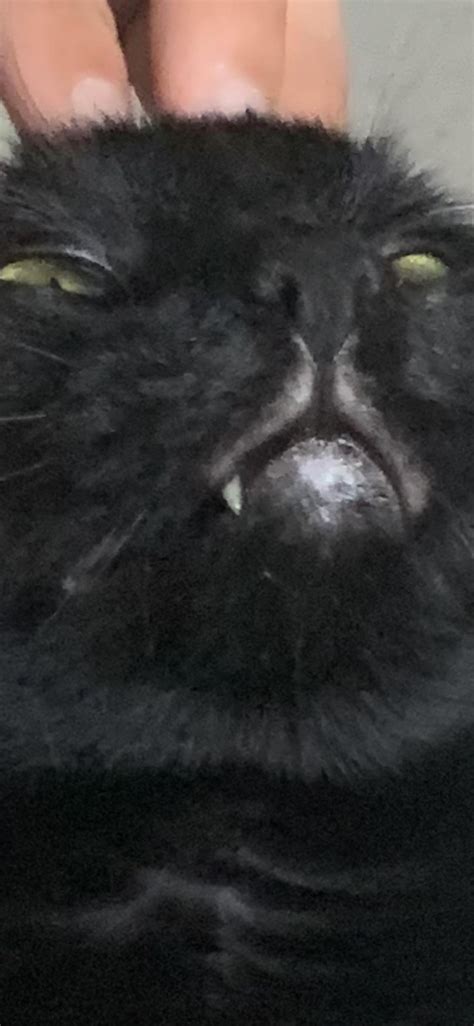 Me at my phone when I wake up at the asscrack of dawn : r/blackcats