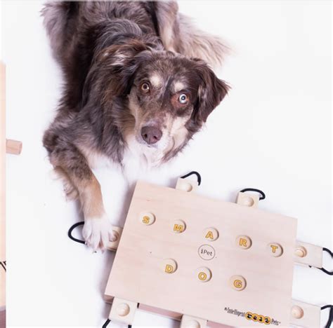 Image result for Interactive Games for Dogs