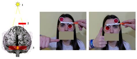 Proprioception and Sensorimotor Regulation Across the Day–Night Cycle ...
