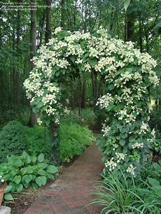 Climbing Plant Shade by Climbing Plants For Arbors Woodworking Projects Plans Climbing Plant Shade