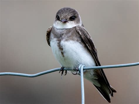 Bank Swallow - eBird