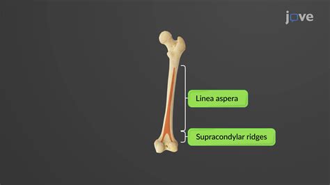 Linea Aspera Femur