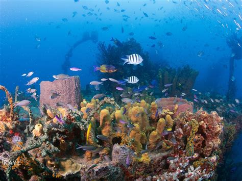 ISLAND DIVERS (2026) All You Need to Know BEFORE You Go (with Photos ...