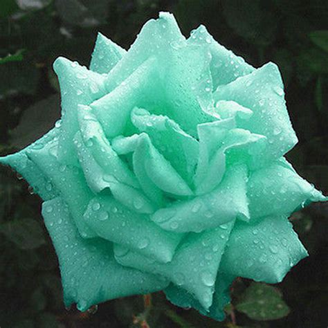 Buy 10 pcs Mint Green Rose Seeds Butterflies Love Garden Flower Rare ...