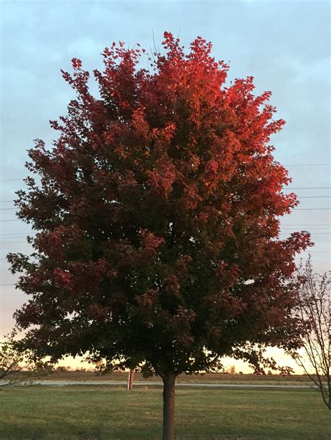 Autumn Blaze Maple - Hoette Farms & Nursery