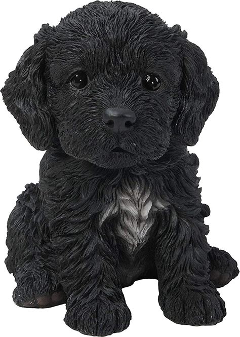 Image result for Black Cockapoo